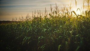 EUA Retiram Tarifas de 40% sobre Café, Carnes e Frutas do Brasil